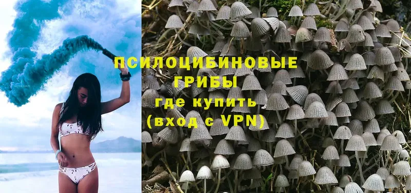 сколько стоит  Первомайск  Псилоцибиновые грибы Cubensis 